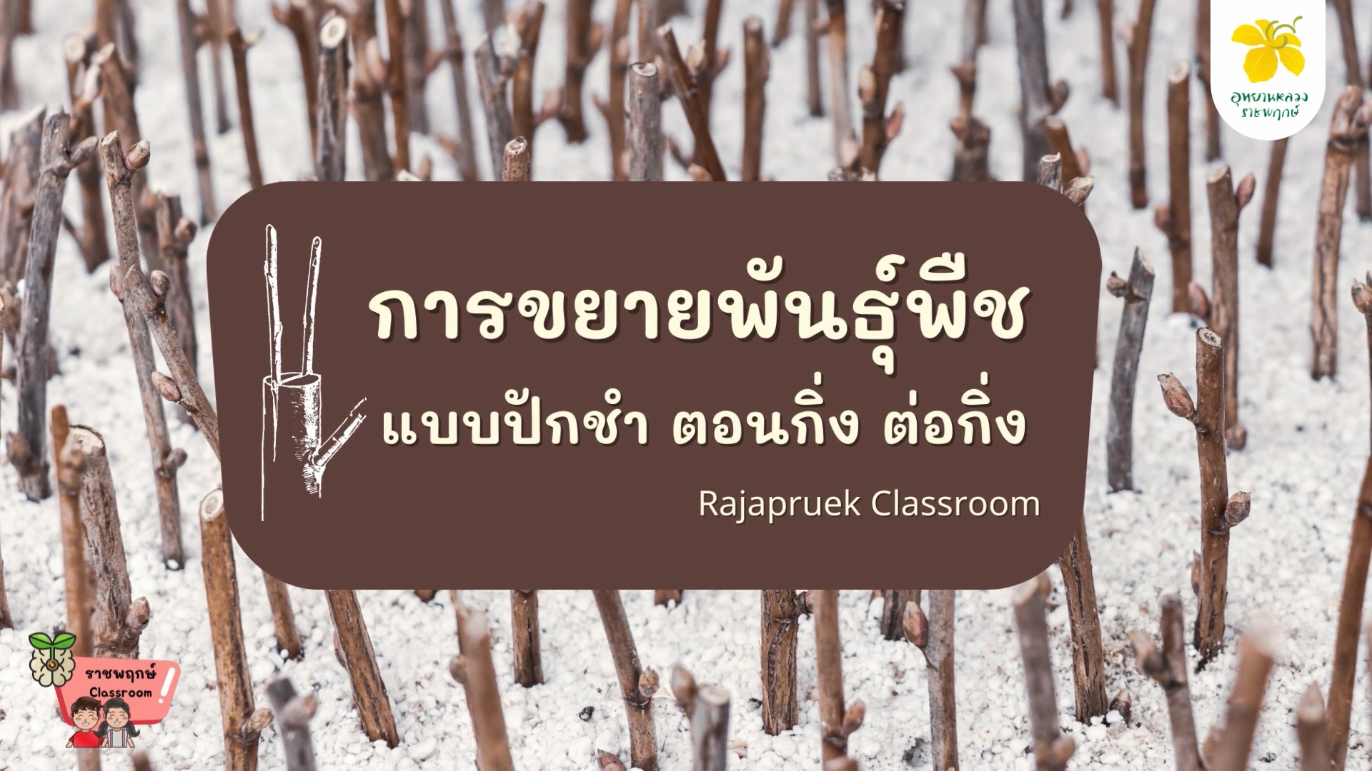 ราชพฤกษ์ Classroom | การขยายพันธุ์พืชแบบปักชำ ตอนกิ่ง ต่อกิ่ง