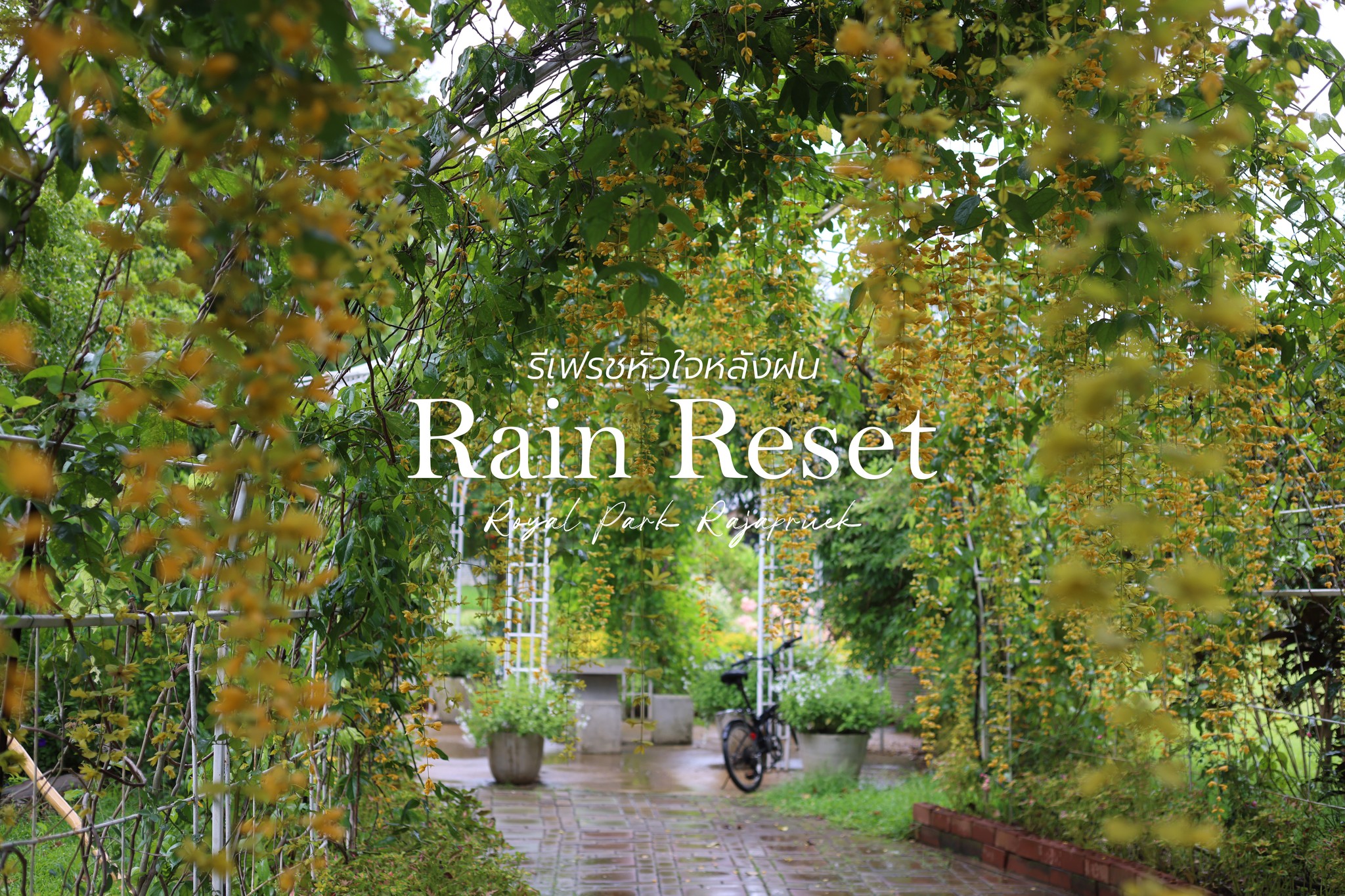 ☀ Rain Reset : รีเฟรชหัวใจหลังฝน ☁   อุทยานหลวงราชพฤกษ์ จ.เชียงใหม่