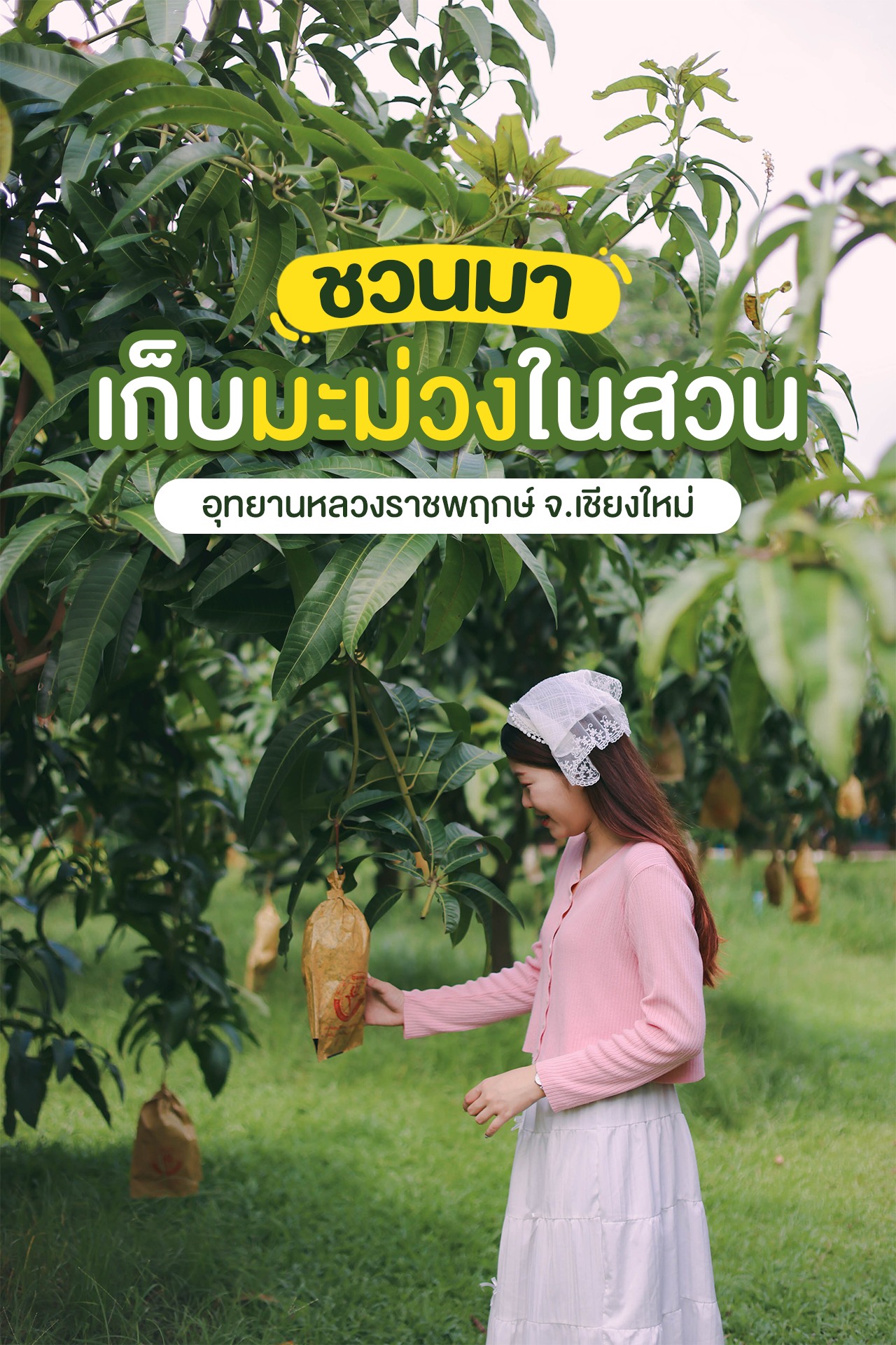 "เก็บ ชิม ช้อป มะม่วงบนพื้นที่สูง" ณ สวนไม้ผล อุทยานหลวงราชพฤกษ์ จ.เชียงใหม่