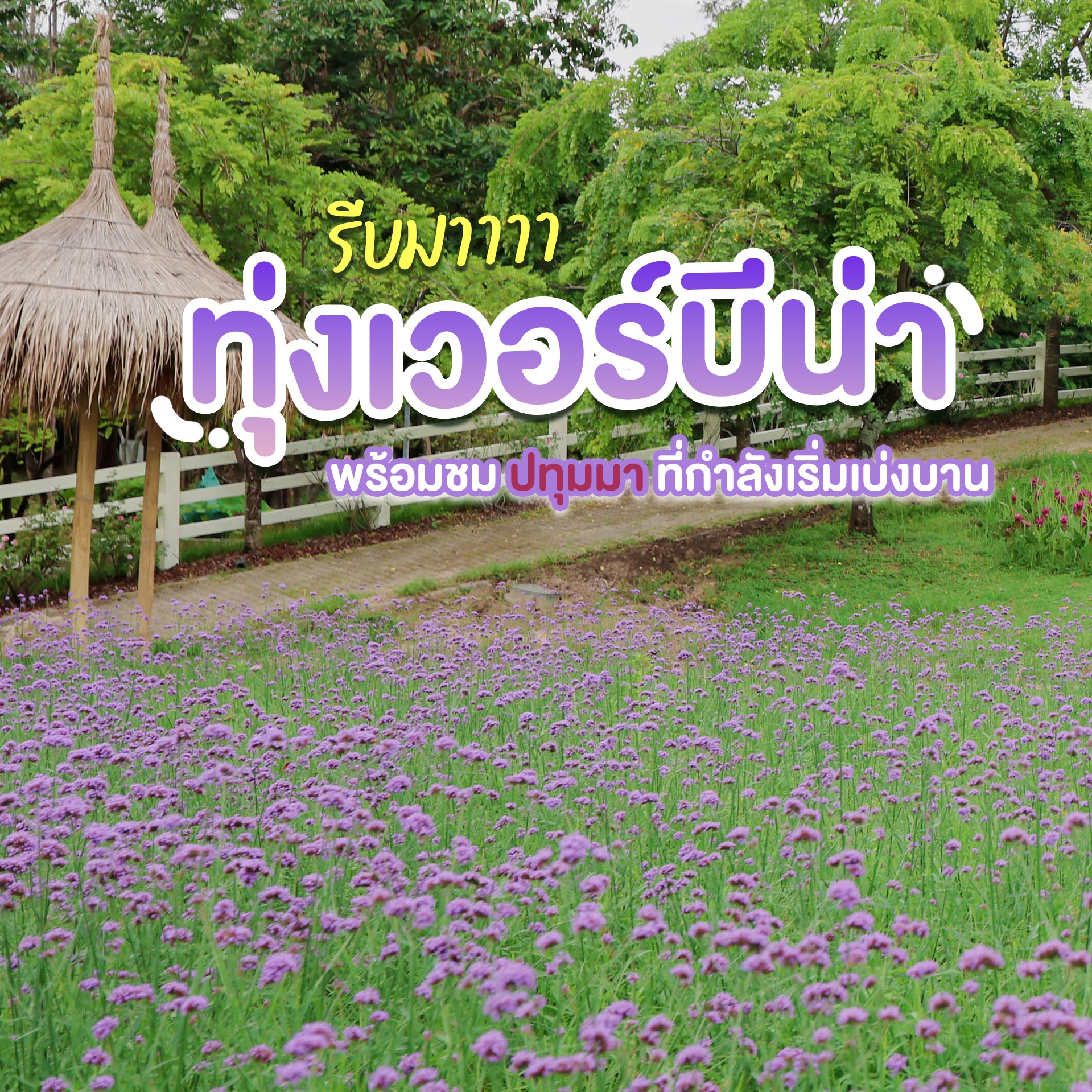 รีบมาเช็กอินก่อนดอกไม้จะเปลี่ยน 