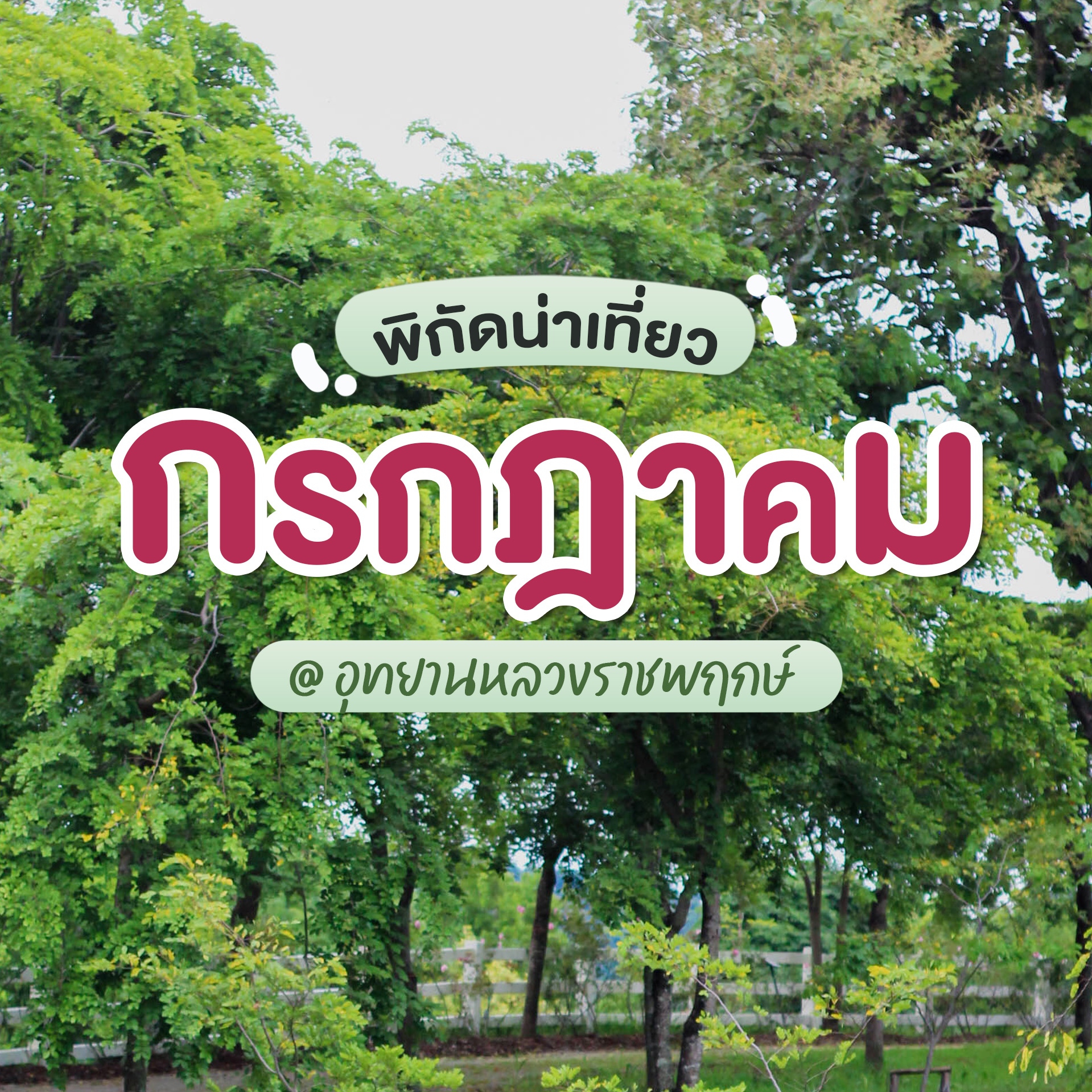 ✿ พาเที่ยวเชียงใหม่ กรีนซีซั่น กรกฎาคม   อุทยานหลวงราชพฤกษ์ จ.เชียงใหม่ ☀