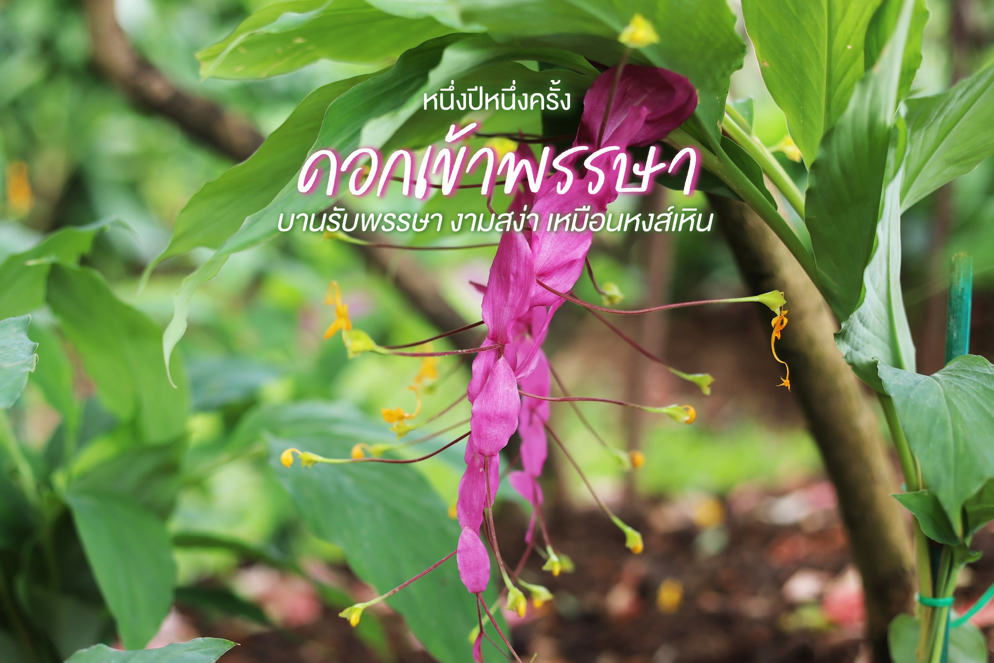 ดอกเข้าพรรษา” ดอกไม้งามสง่าคู่เทศกาล