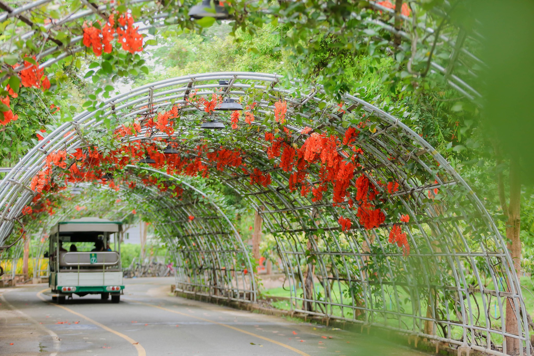 ✿ Now in bloom | พวงโกเมน ✿  พบกับความงามของ “พวงโกเมน” ไม้เลื้อยดอกสีแสด แดงเพลิง ที่กำลังเริ่มผลิดอกออกช่อใหญ่อลังการ ห้อยระย้าให้ชมอย่างใกล้ชิด 