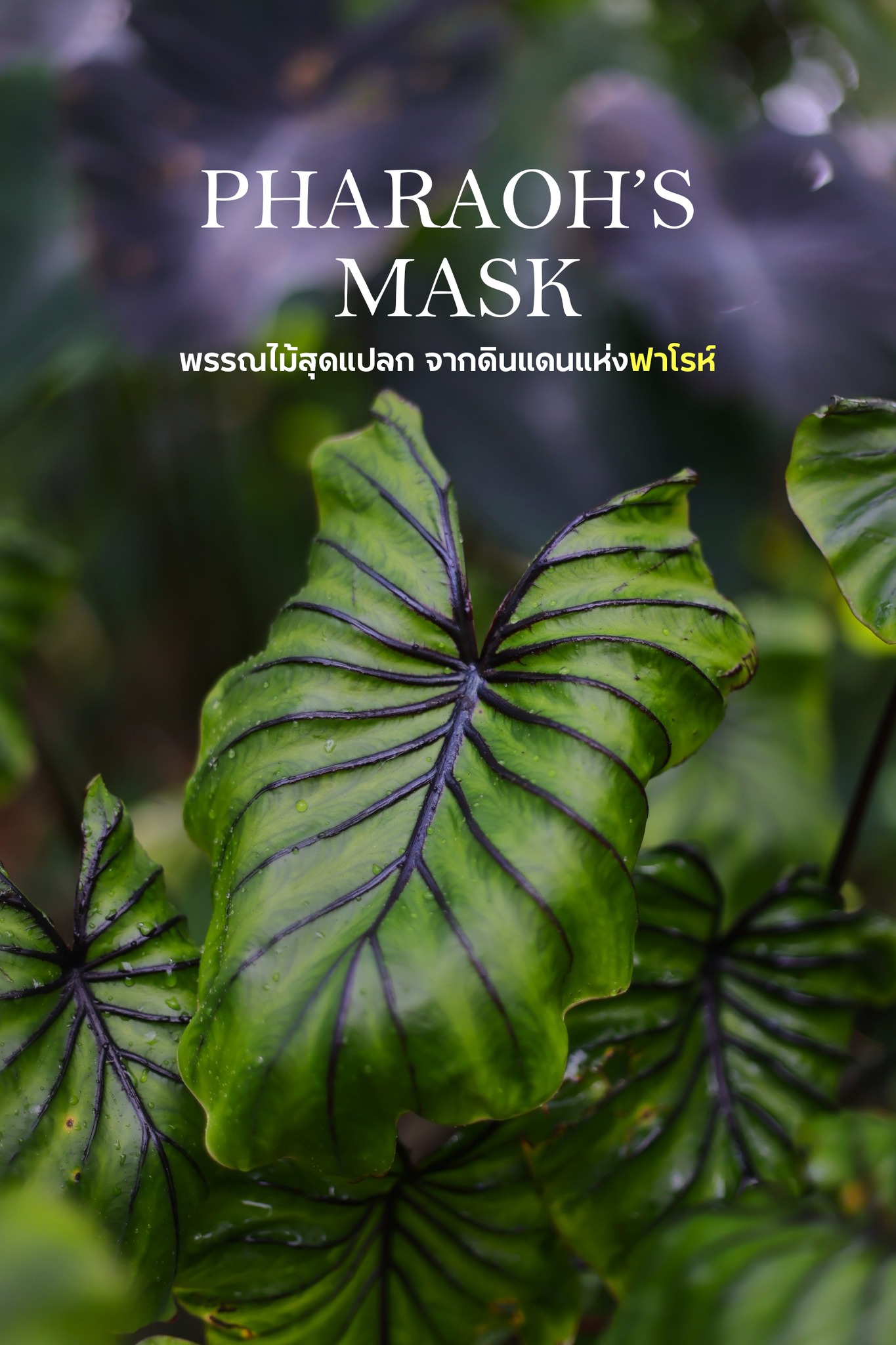 "Pharaoh’s Mask" พรรณไม้แปลกและลึกลับจากดินแดนแห่งฟาโรห์ 