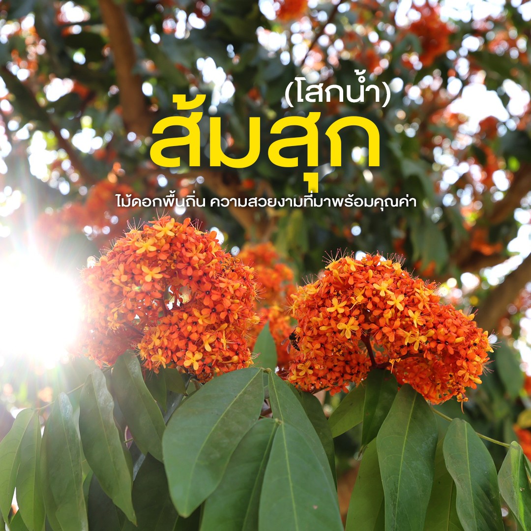 ❀ช่วงฤดูกาลชมไม้กลุ่มสีบานเริ่มแล้ว❀