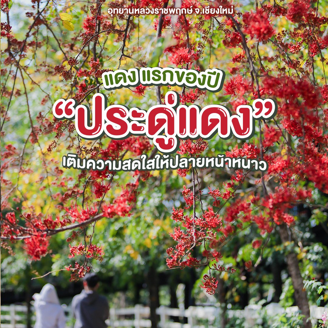 ❀ #ประดู่แดง เริ่มบานรับปีนี้แล้ว !  ณ อุทยานหลวงราชพฤกษ์ จ.เชียงใหม่ ❀