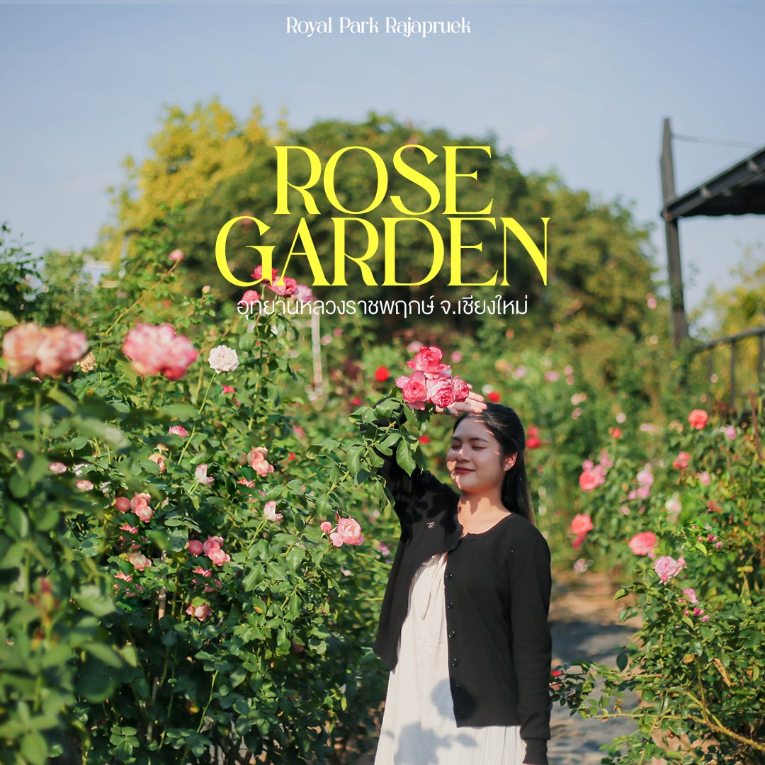 ✿❣︎..หลงรักกุหลาบ ที่เดียวครบกว่า 220 สายพันธุ์..❣︎✿