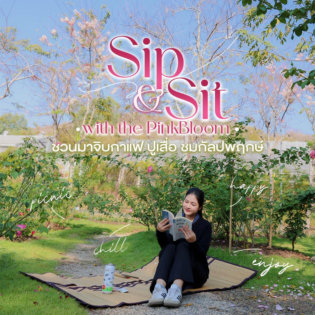 ⛾♨︎ Sip & Sit with the PinkBloom ♨︎⛾  ❀♨︎จิบกาแฟ ปูเสื่อ ชมกัลปพฤกษ์ ♨︎❀