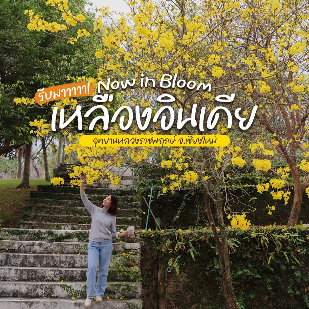 ❀ Now in Bloom 2569 เหลืองอินเดียสดใสทั่วสวน ❀