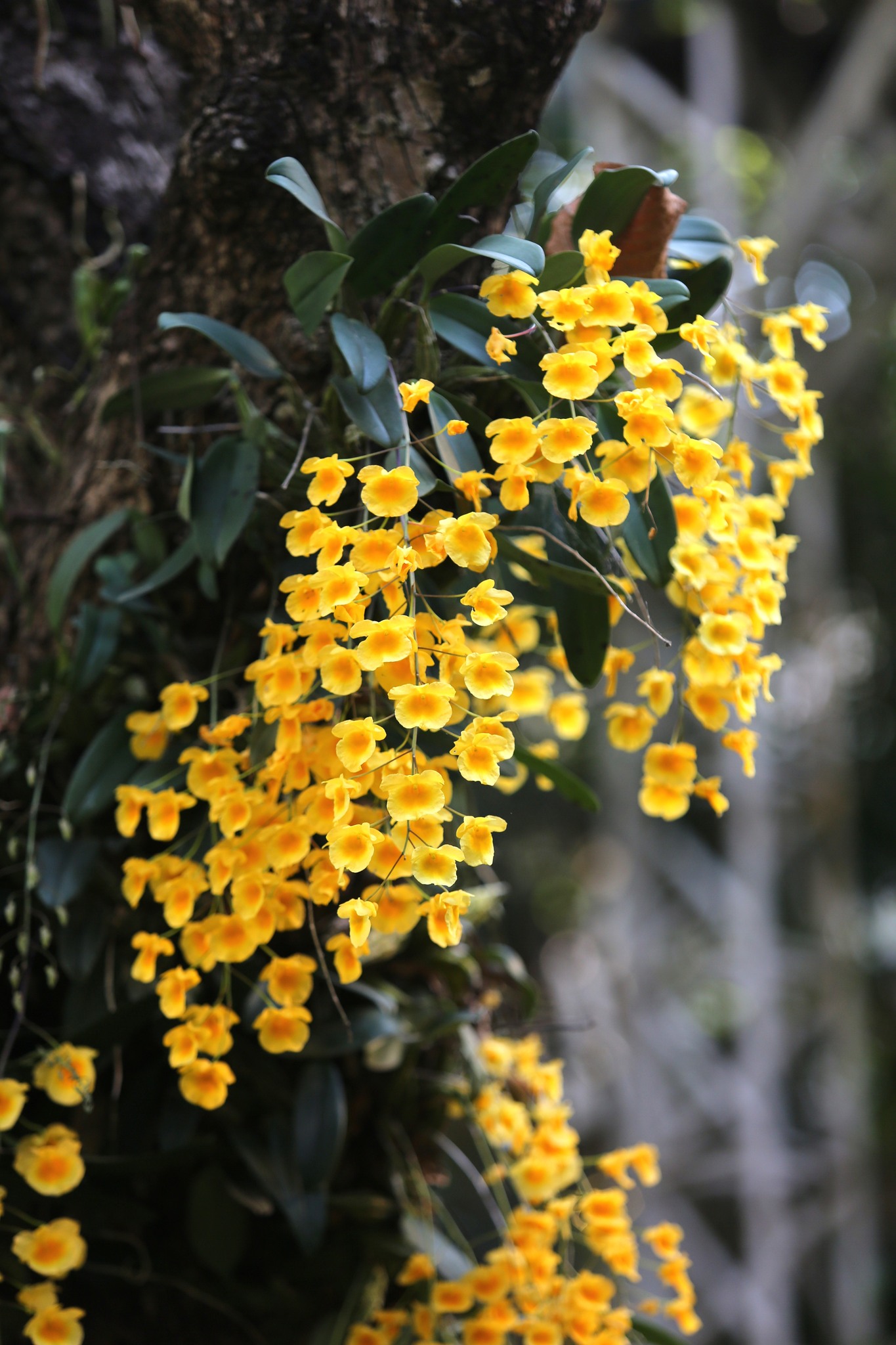  Now in Bloom 2569  เสน่ห์ดอกเอื้องเมืองเหนือ    อุทยานหลวงราชพฤกษ์ จ.เชียงใหม่