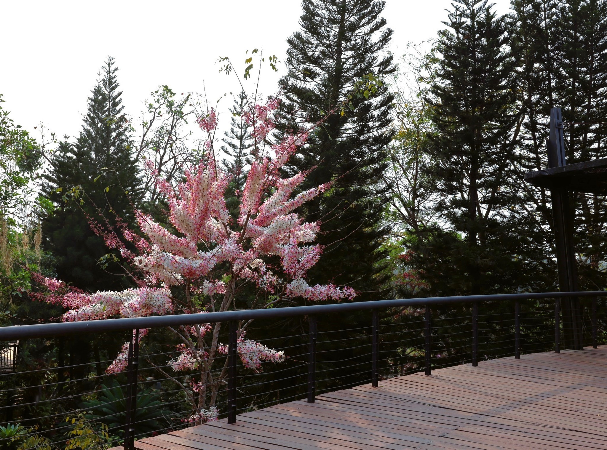 ✿ “กัลปพฤกษ์”