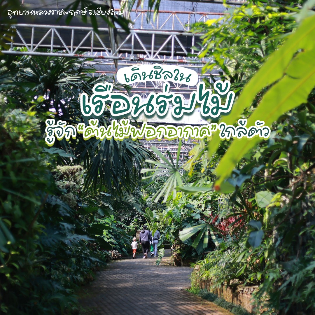 ☘︎ สูดอากาศดีๆ ใน “เรือนร่มไม้” พร้อมรู้จักไม้ฟอกอากาศใกล้ตัว ⚐✧ เรือนร่มไม้✧ ⚐