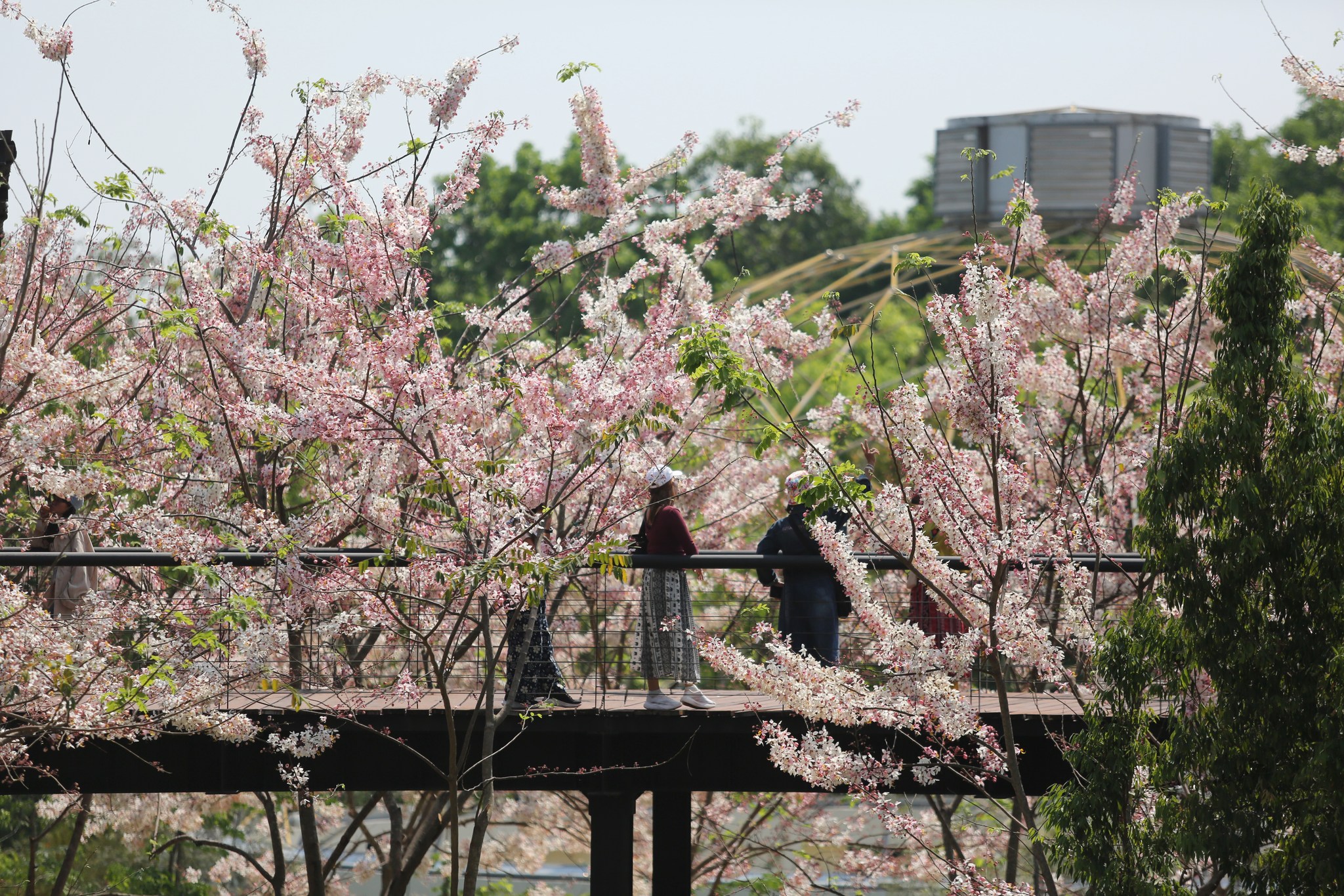 ❀สวยคูณ 2! เมื่อ “กัลปพฤกษ์” พบ “เหลืองอินเดีย” ความงามที่ต้องมาเห็นด้วยตาตัวเอง❀