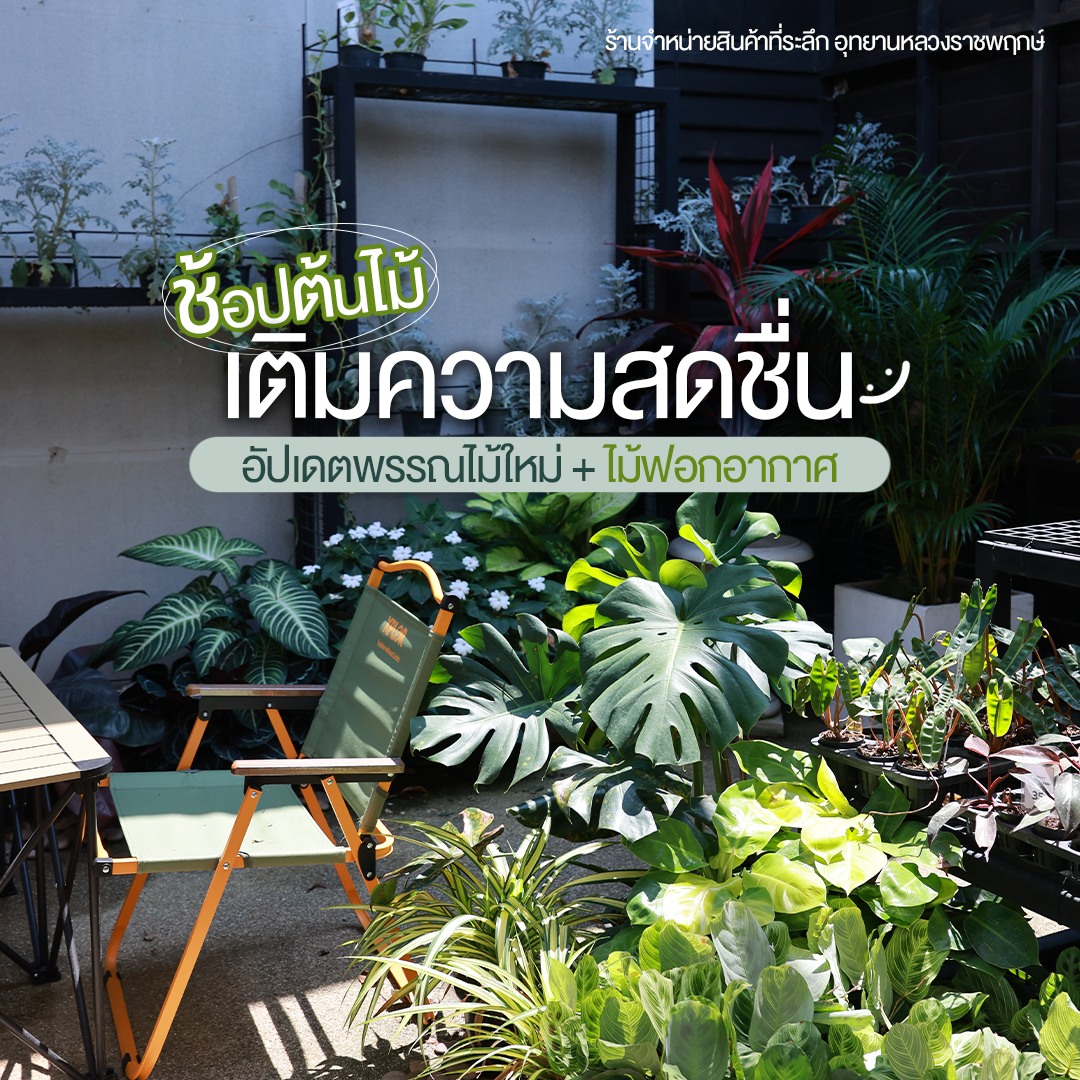 ☘︎❅ เติมสีเขียว เติมอากาศดีๆ ให้บ้านคุณ ☘︎❅  ที่ร้านจำหน่ายสินค้าที่ระลึก อุทยานหลวงราชพฤกษ์