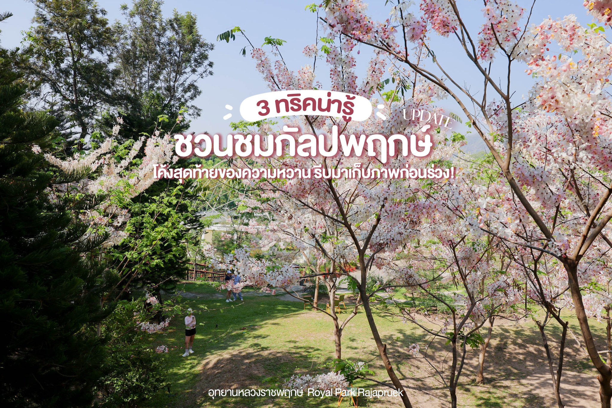 ยังมาได้อยู่นะ ! ✿อัปเดตกัลปพฤกษ์ บานละมุนทั่วสวน ✿พร้อมแชร์ทริค ถ่ายยังไงให้ปัง !!  ✎ 25.03.26