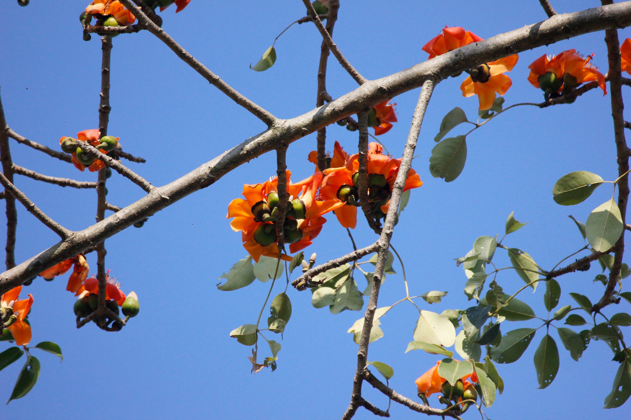 ♣︎ “ต้นงิ้ว”…ความงามที่แสนอร่อย..จากไม้พื้นบ้านที่หลายคนมองข้าม