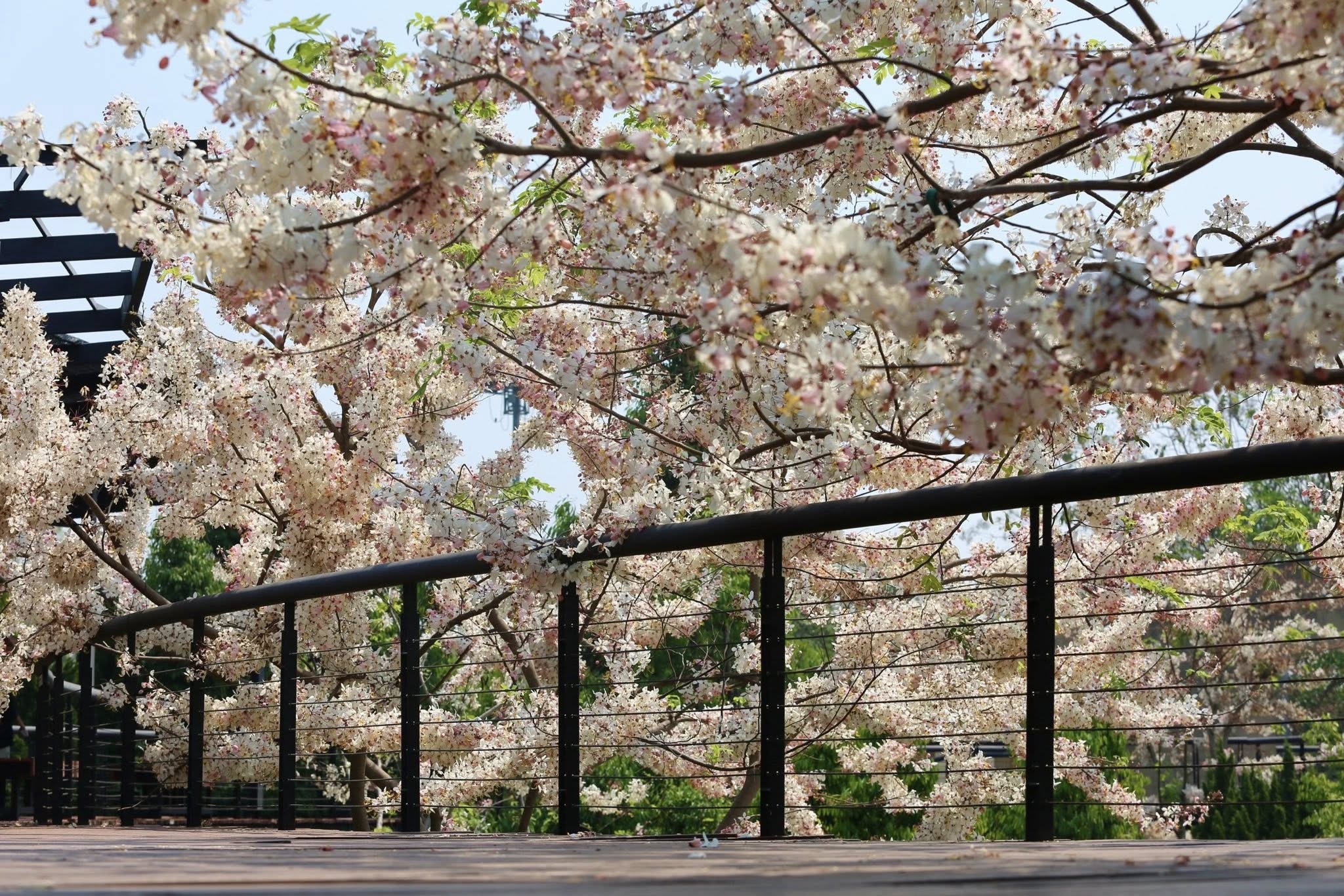 ❀อัปเดตกัลปพฤกษ์..ถึงแม้จะมีหลายต้นเริ่มร่วง แต่ก็ยังมีมุมสวยๆ ให้ถ่ายอยู่เพียบ!!❀