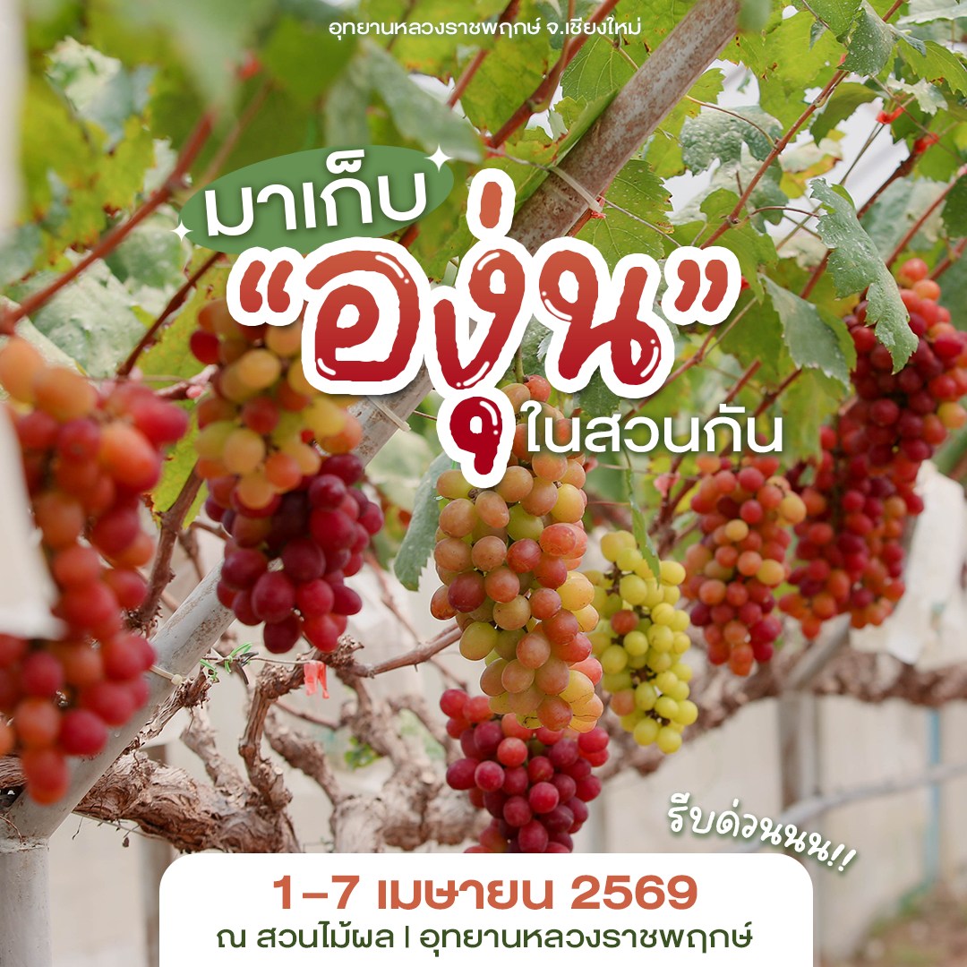 ✧ เปิดประสบการณ์เก็บองุ่นพรีเมียมสดจากต้น✧