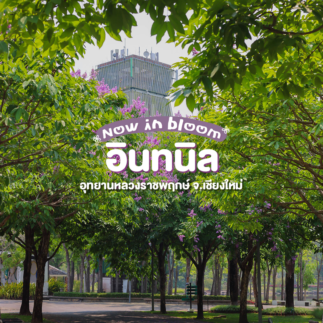 ꕥNow in bloom ❣︎ “ดอกอินทนิล” เริ่มบานแล้ว!ꕥ