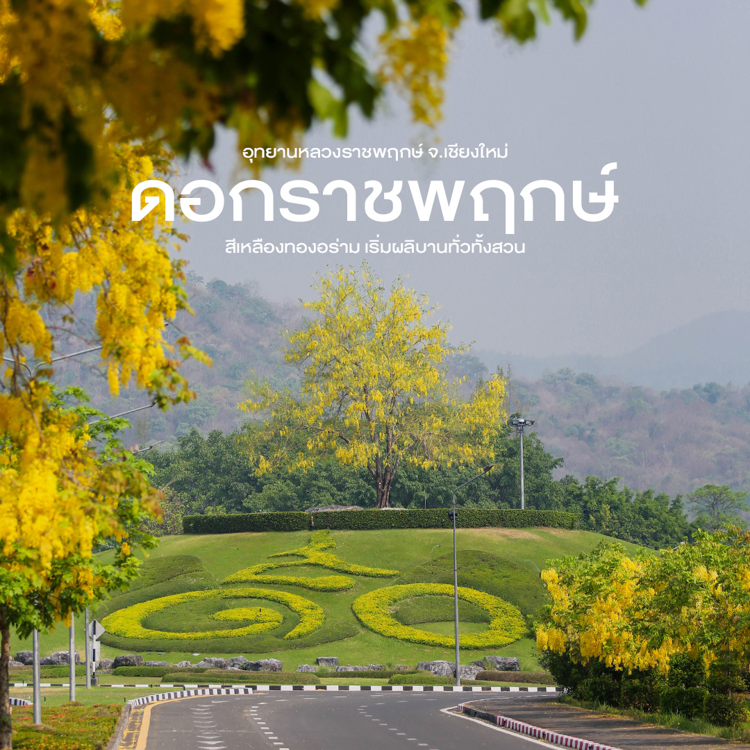 “ดอกราชพฤกษ์ (ดอกลมแล้ง)” เริ่มบานสะพรั่งทั่วสวน