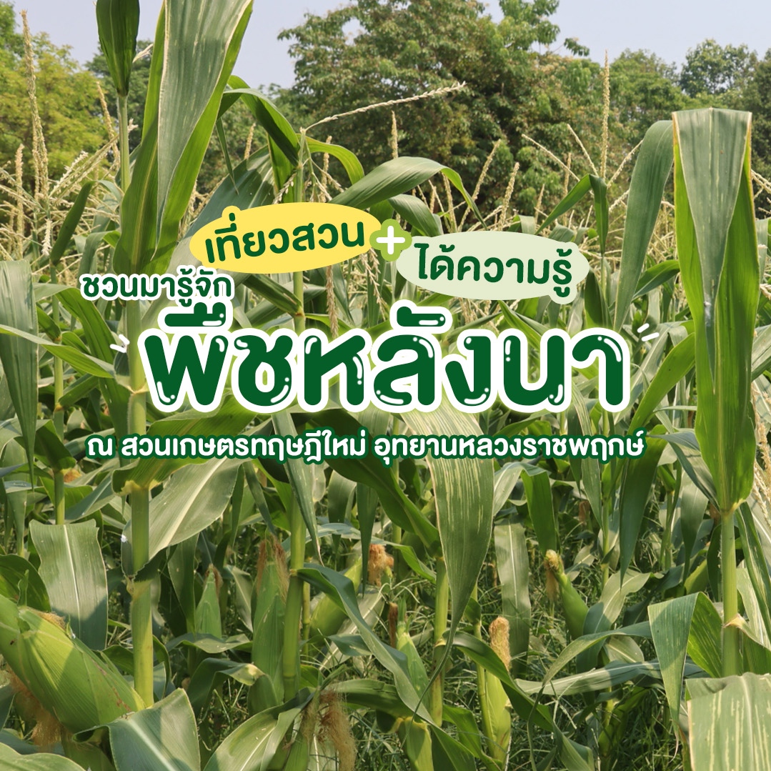 ♣︎☀ “ข้าวโพดหวาน” พืชหลังนา ตัวช่วยเพิ่มรายได้ในแปลงเกษตรทฤษฎีใหม่ ♣︎☀