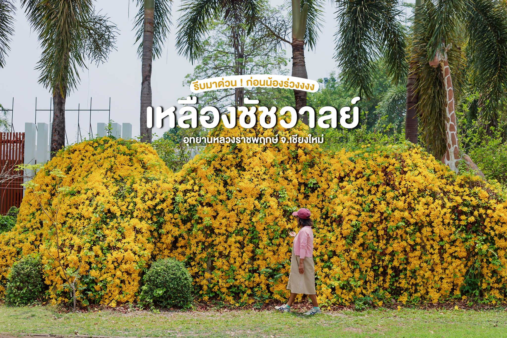❀ Now in Bloom | เหลืองชัชวาลย์ ❀