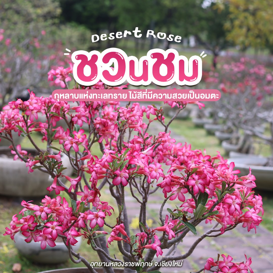 เสน่ห์ “#ชวนชม” ที่มากกว่าความสวย