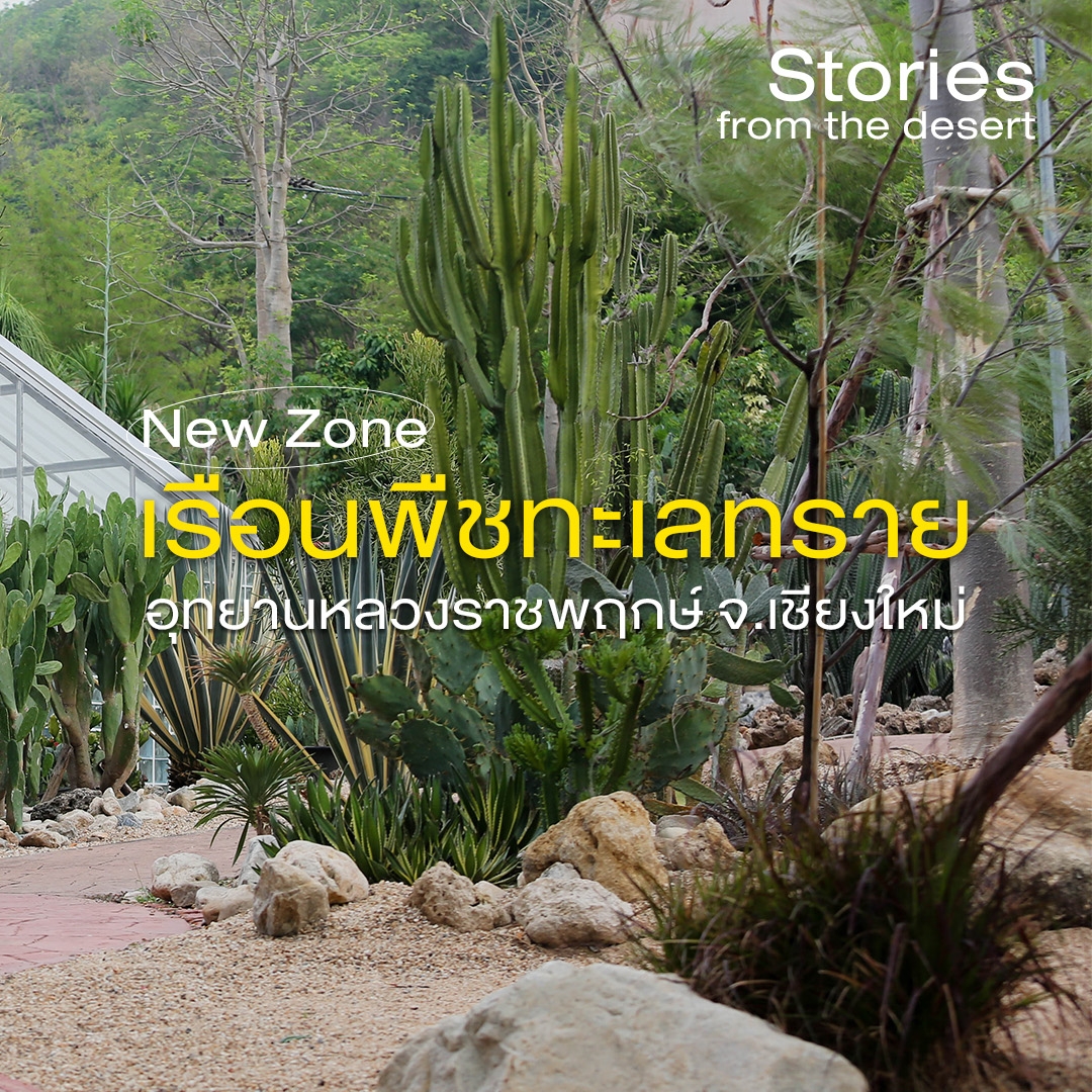 ❀ เปิดโซนใหม่! “Stories from the desert” ชวนทุกคนออกเดินทางสู่โลกของ ☀“พืชทะเลทราย” และ “ไม้อวบน้ำ” ☀