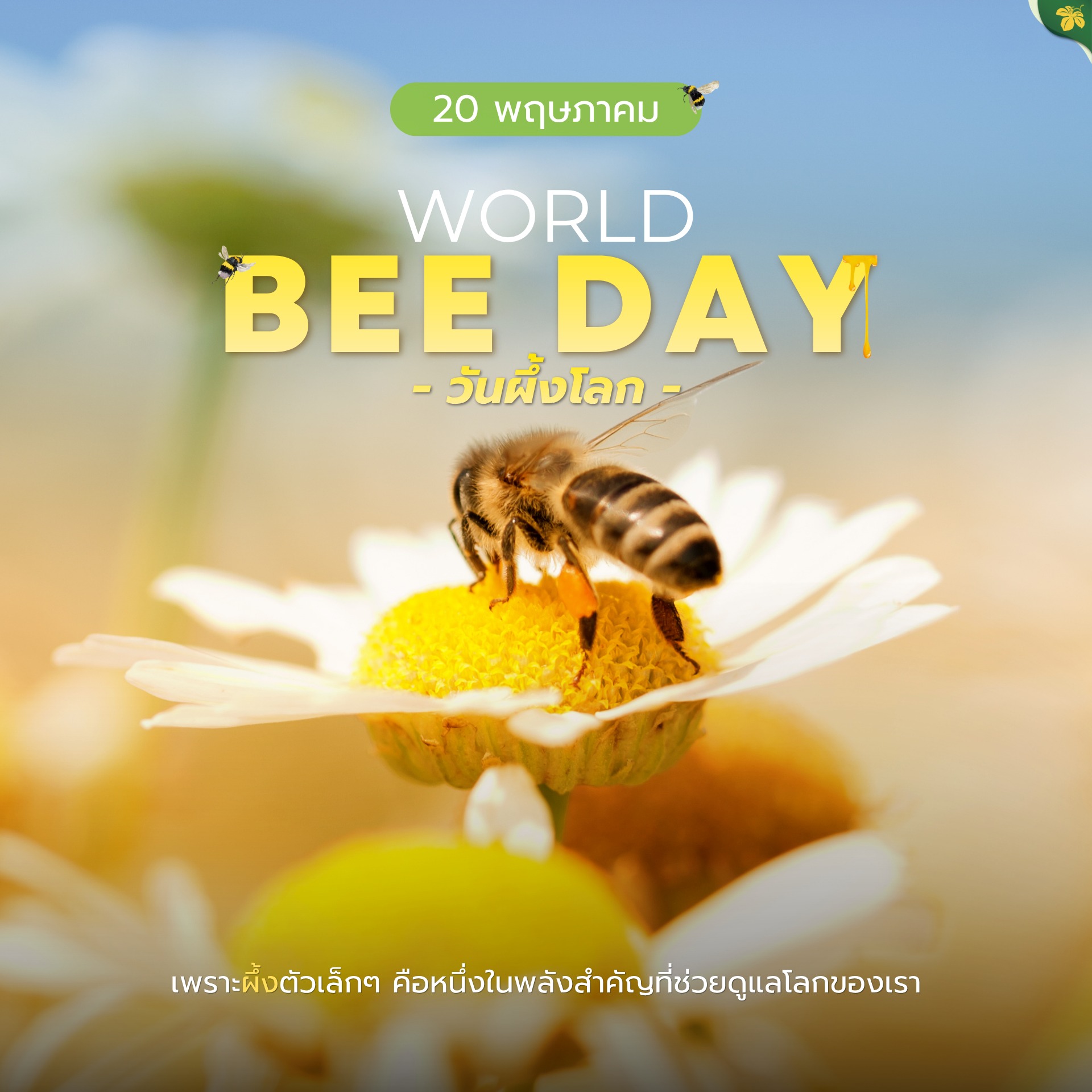 20 พฤษภาคม “วันผึ้งโลก” (World Bee Day)