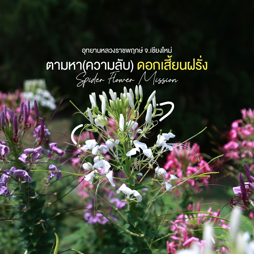  Spider Flower Mission : ตามหาความลับดอกไม้แมงมุม ชวนทุกคนออกเดินทางสู่ภารกิจนักสำรวจธรรมชาติกลางสวนดอกไม้  ณ อุทยานหลวงราชพฤกษ์ จ.เชียงใหม่
