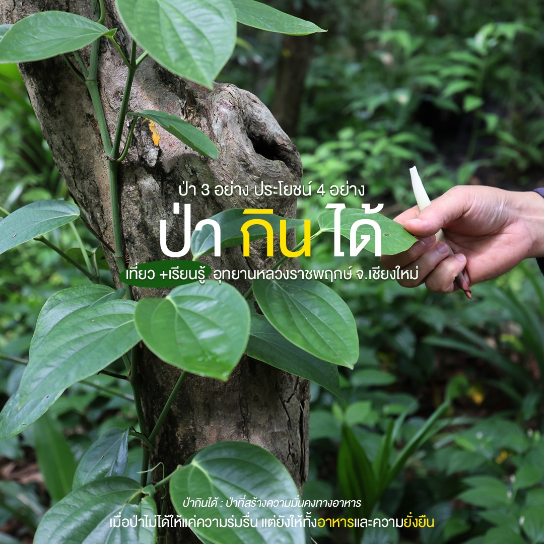 ☀ "ป่ากินได้"   เมื่อป่ากลายเป็นแหล่งอาหารของคนและชุมชน ☁