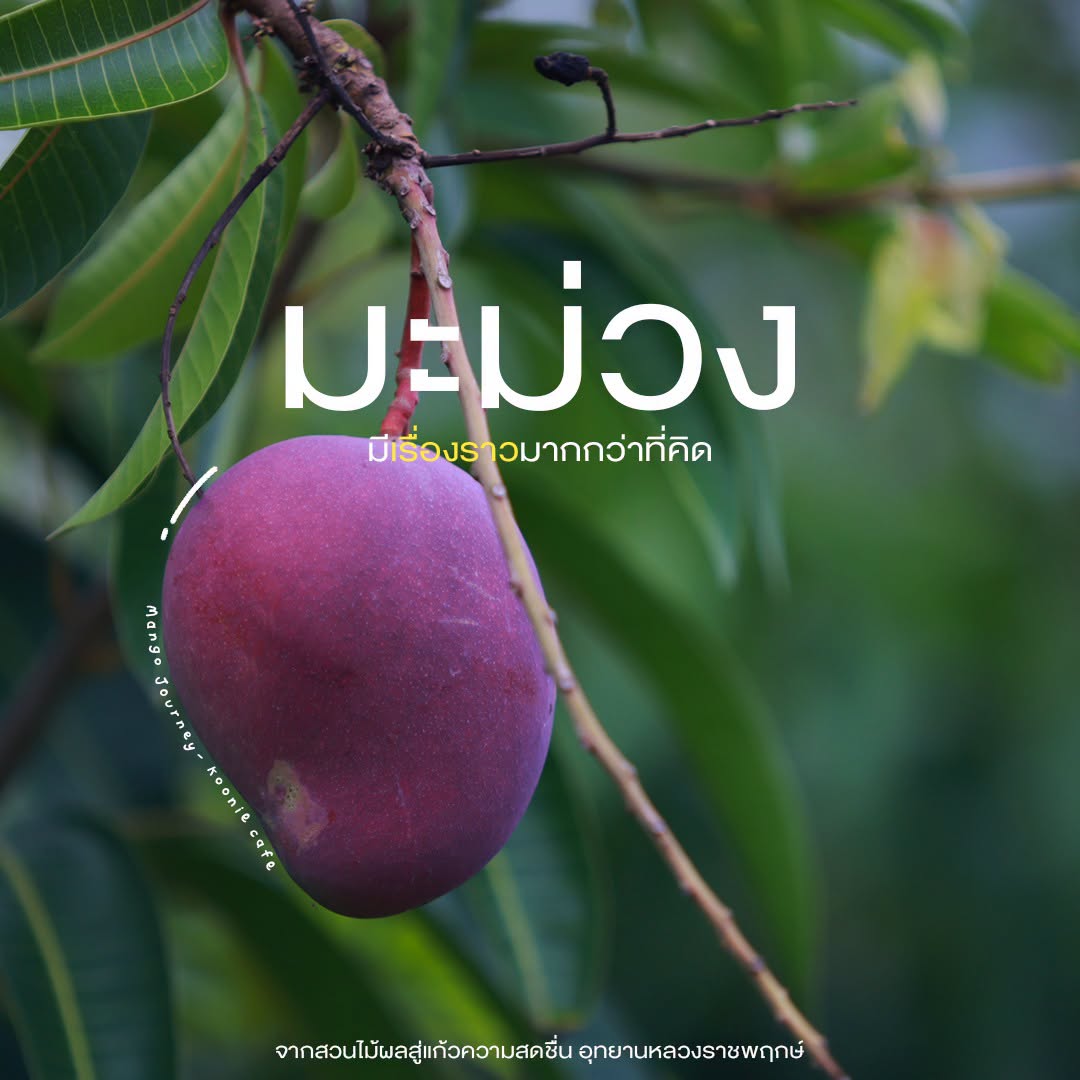 รู้ไหม? มะม่วงที่เห็นในสวนไม้ผลของ อุทยานหลวงราชพฤกษ์ ไม่ได้มีไว้ให้ชมเพียงอย่างเดียว