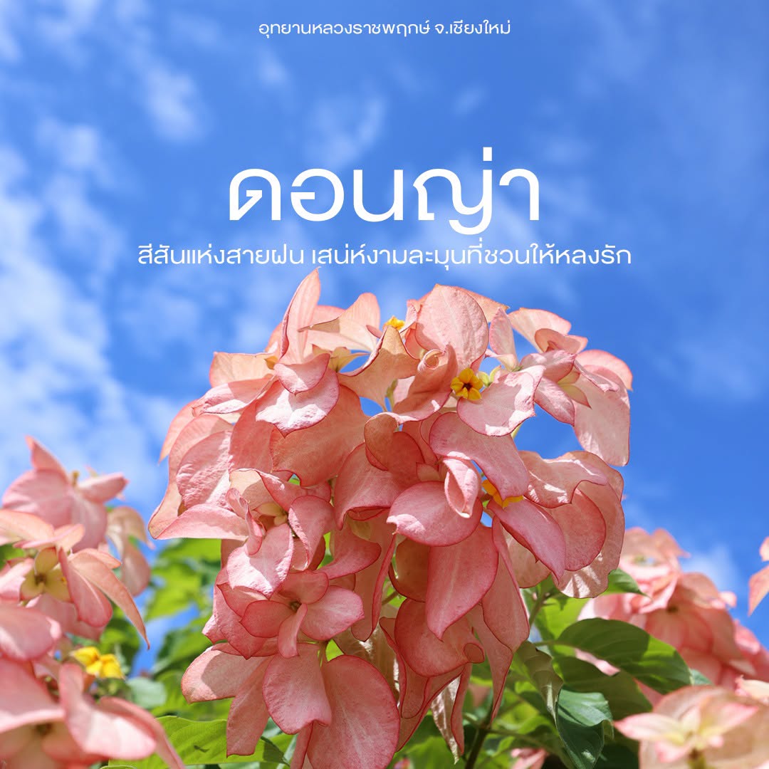 “ดอนญ่า” สีสันแห่งสายฝน เสน่ห์งามละมุนที่ชวนให้หลงรัก