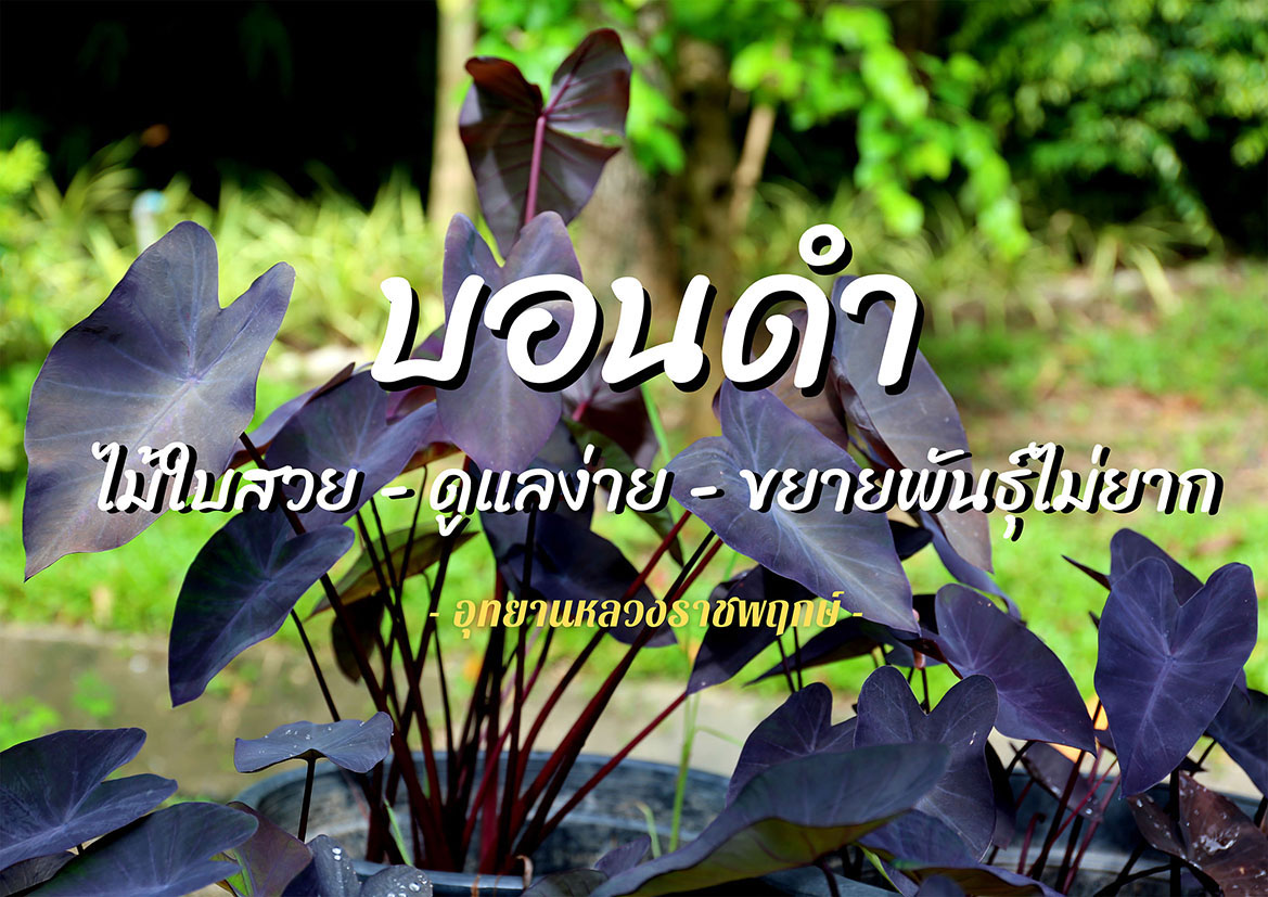 วิธีขยายพันธุ์ 'บอนดำ' ง่ายๆ กับอุทยานหลวงราชพฤกษ์ จ.เชียงใหม่