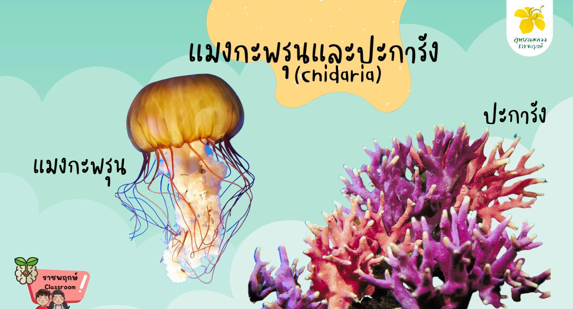 ราชพฤกษ์ Classroom | การจำแนกสัตว์