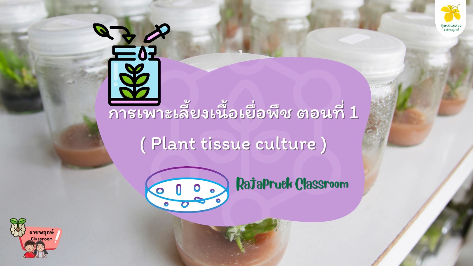 การเพาะเนื้อเยื่อพืช Plant tissue culture EP.1