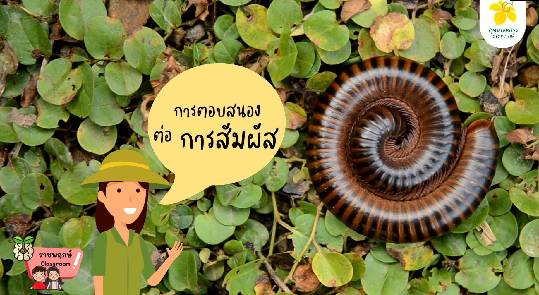 ราชพฤกษ์ Classroom | การดำรงชีวิตของสัตว์