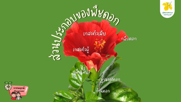 ราชพฤกษ์ Classroom | ส่วนต่าง ๆ ของพืชดอก