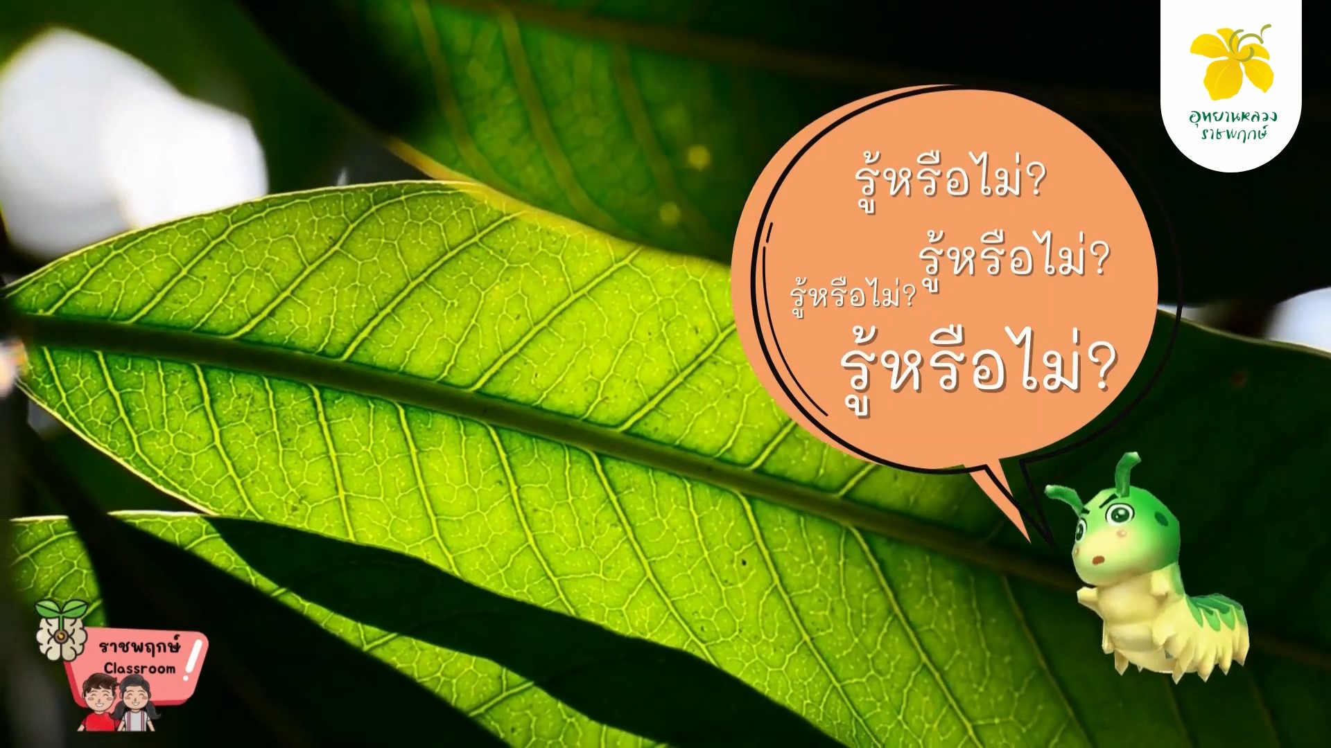 ราชพฤกษ์ Classroom | ชีวิตของพืช