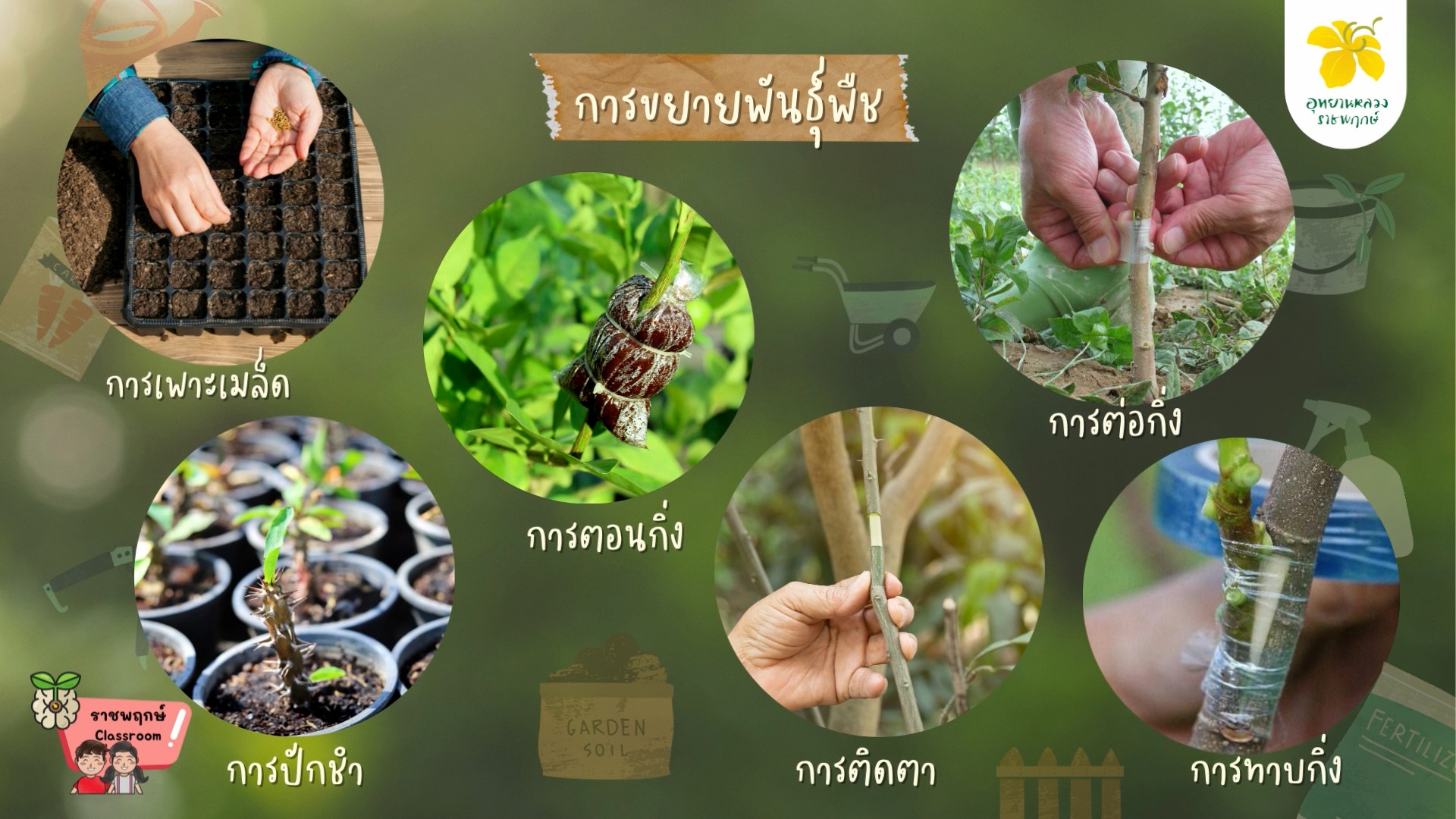 ราชพฤกษ์ Classroom | การขยายพันธุ์พืชแบบเพาะเมล็ด