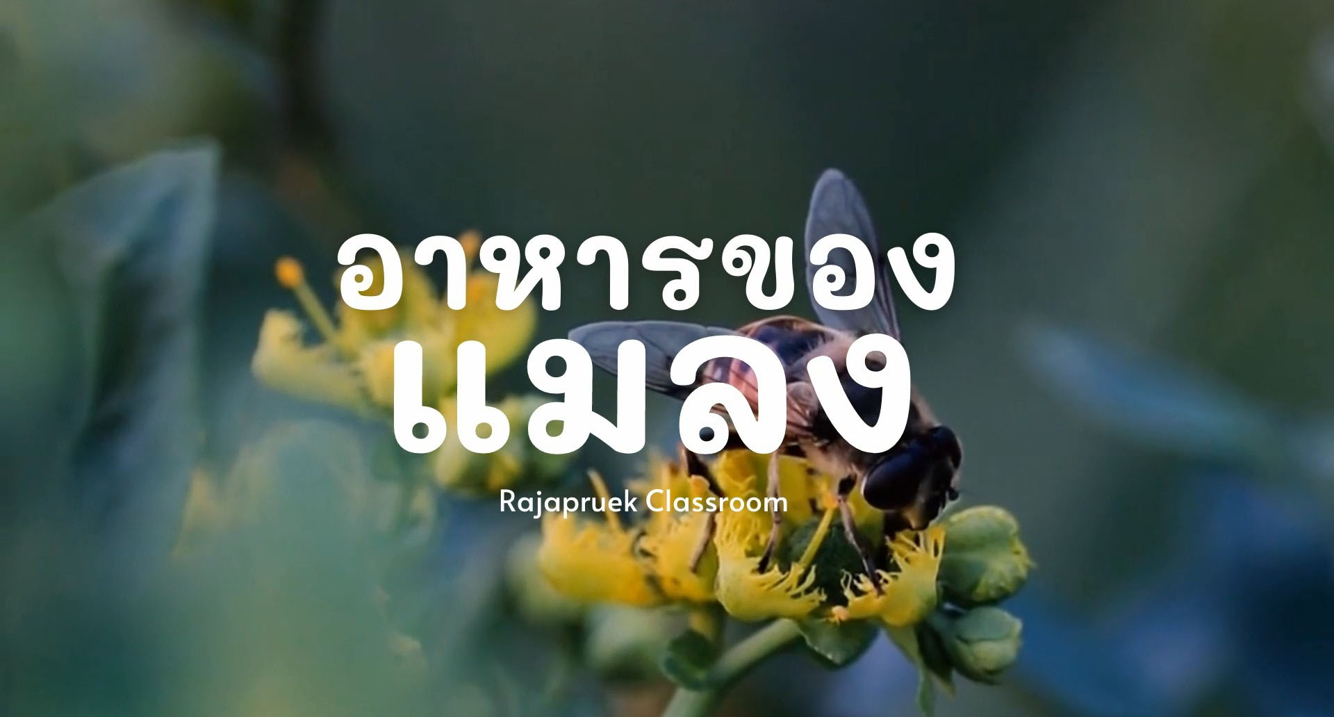 ราชพฤกษ์ Classroom | อาหารของแมลง