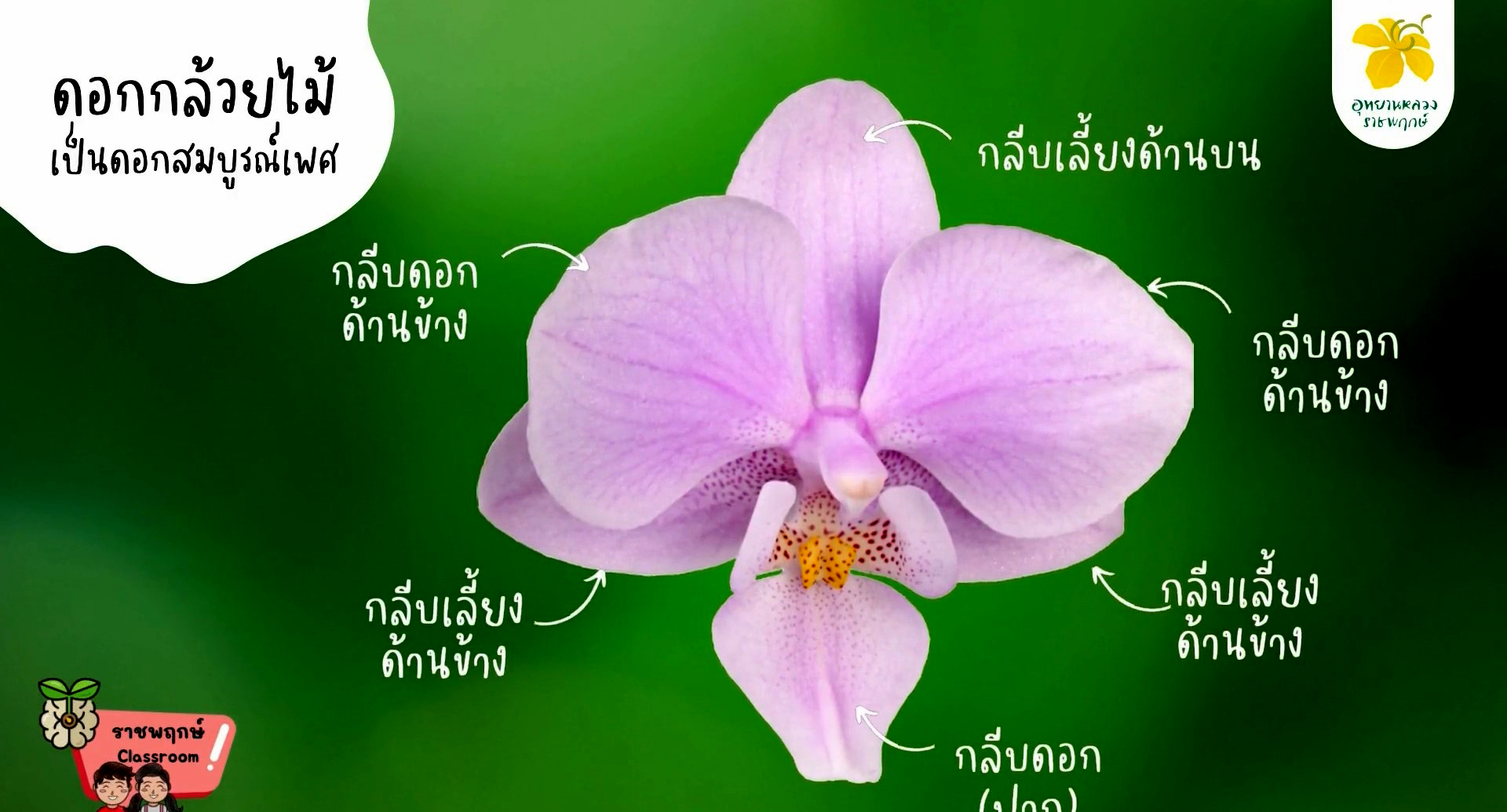 ราชพฤกษ์ Classroom | โครงสร้างกล้วยไม้