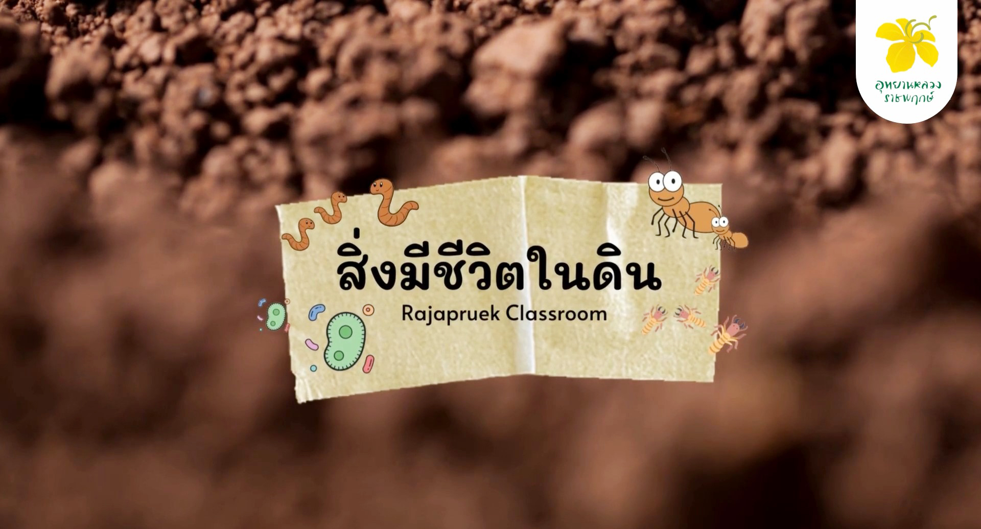 ราชพฤกษ์ Classroom | สิ่งมีชีวิตในดิน